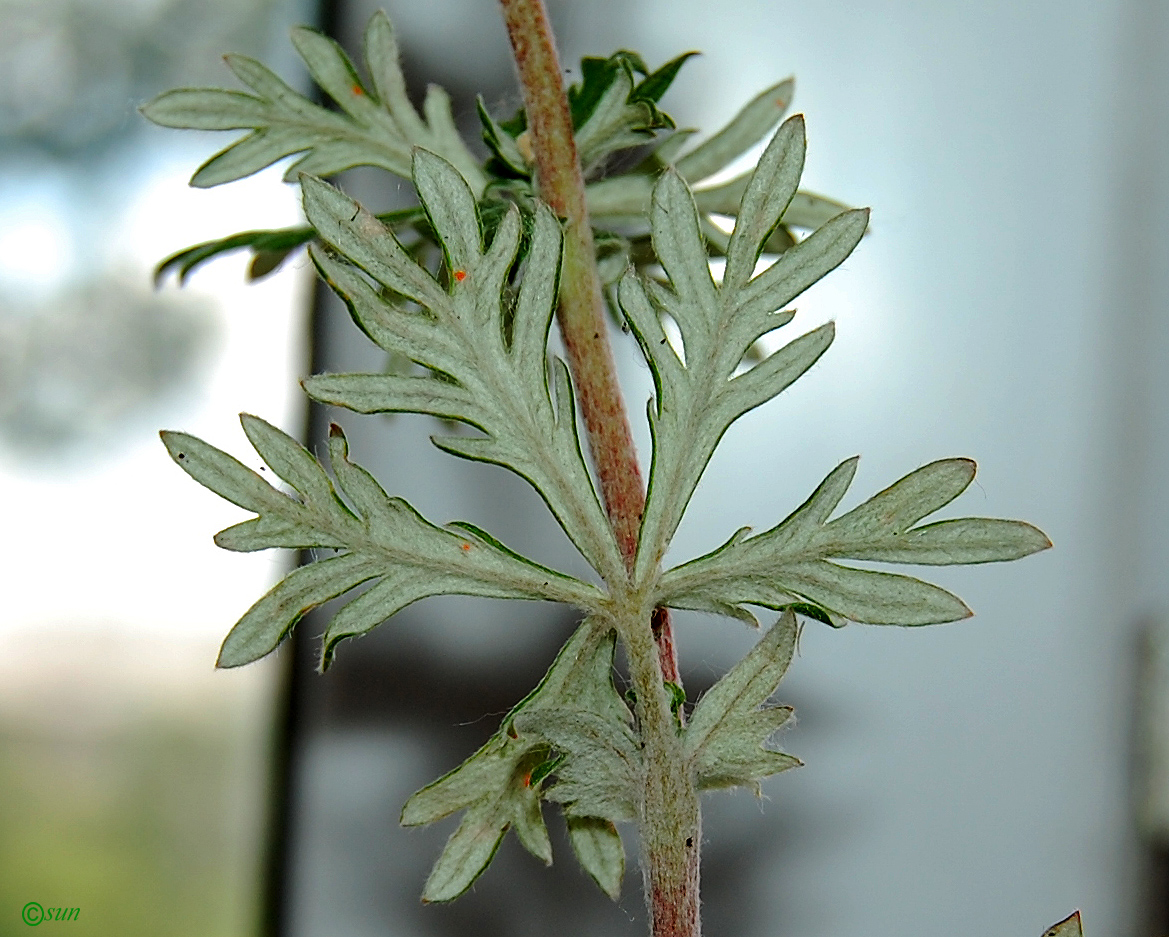 Изображение особи Potentilla argentea.