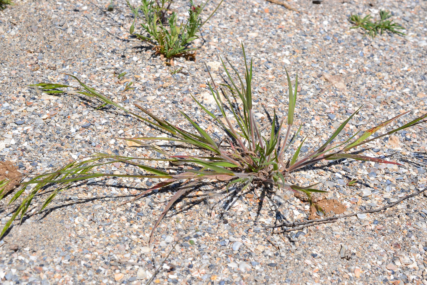 Image of familia Poaceae specimen.