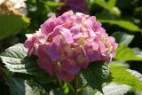 Hydrangea macrophylla. Верхушка цветущего растения. Украина, г. Киев, Ботанический сад им. М.М. Гришко. 22 августа 2008 г.