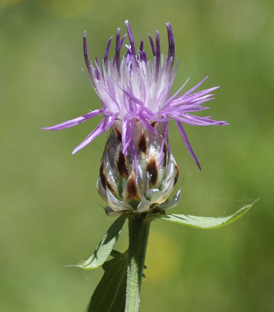 Image of Centaurea deusta specimen.