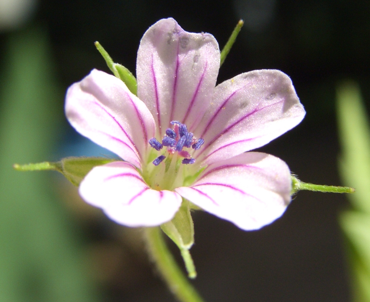 Image of Geranium sibiricum specimen.