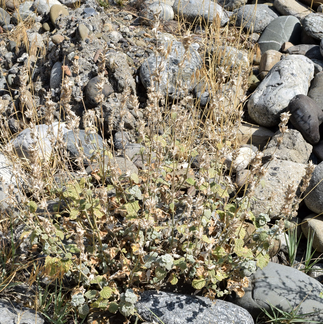 Image of Nepeta olgae specimen.