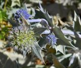 Eryngium maritimum