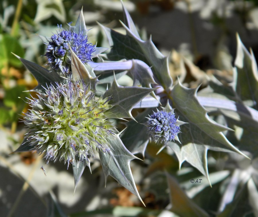 Изображение особи Eryngium maritimum.