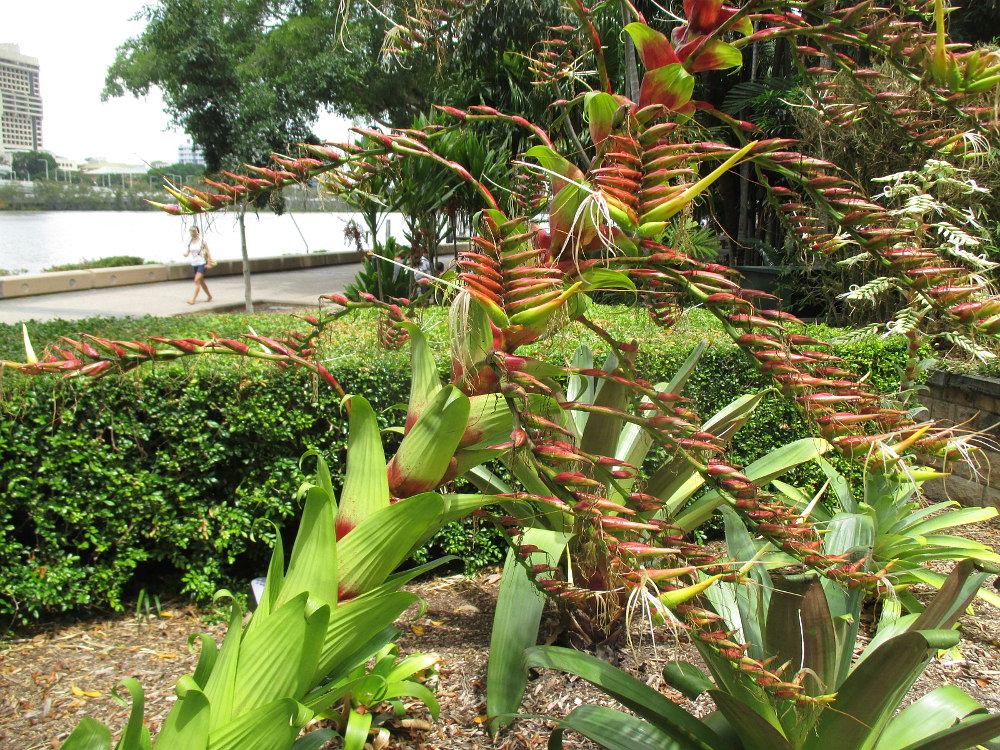 Image of Vriesea imperialis specimen.