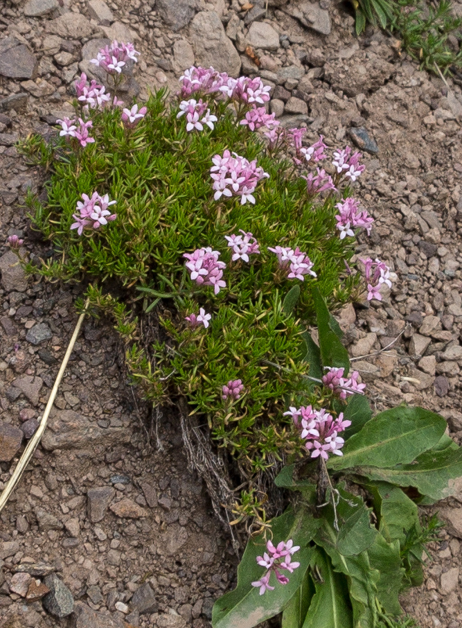 Image of Asperula cristata specimen.