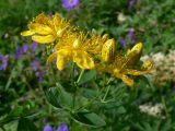 Hypericum maculatum. Верхушка цветущего растения. Североуральский городской округ, окр. пос. Крутой Лог, бывшая дер. Высотинка, берег р. Вагран, разнотравная поляна. 29.07.2017.