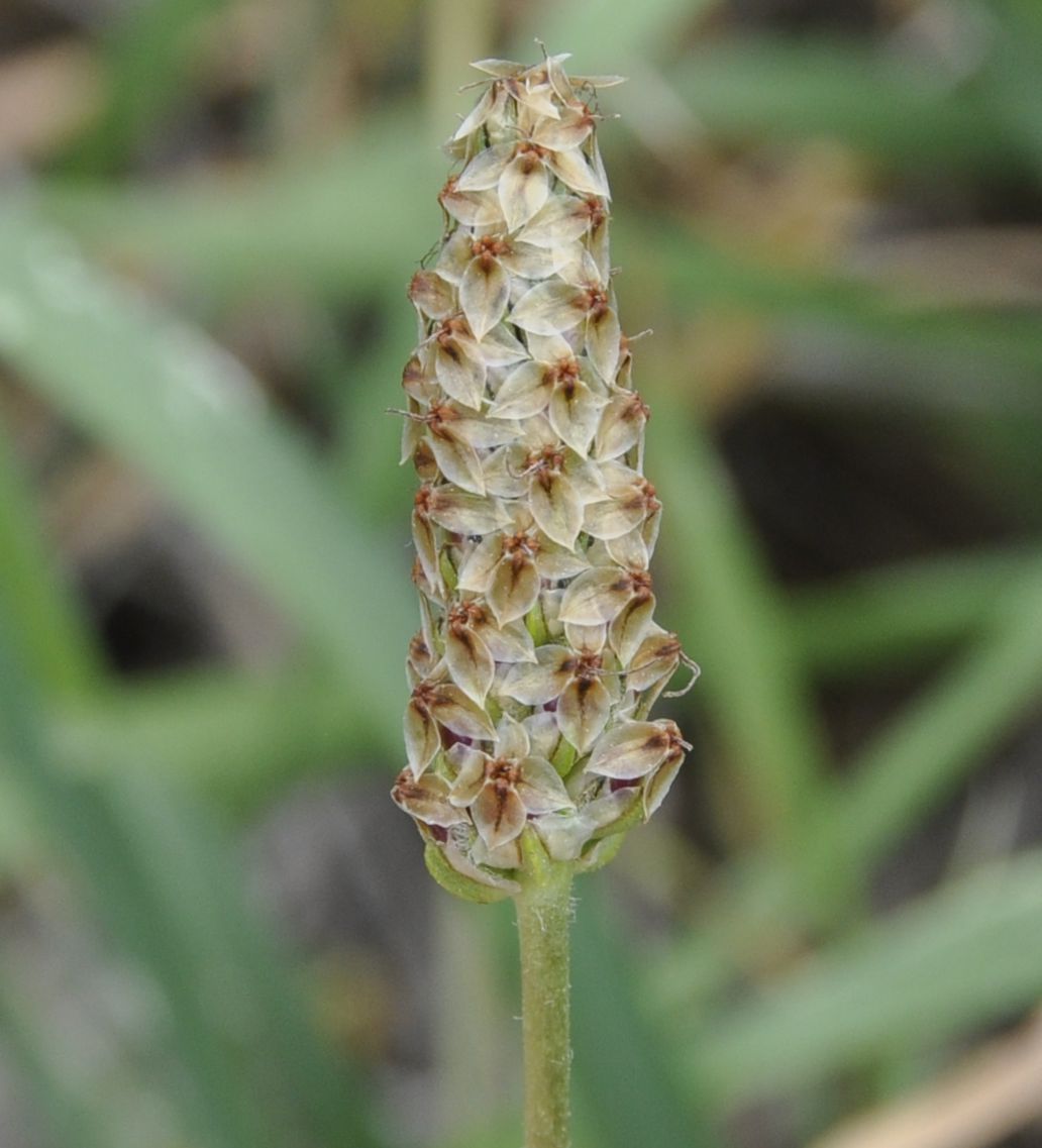 Изображение особи Plantago amplexicaulis.