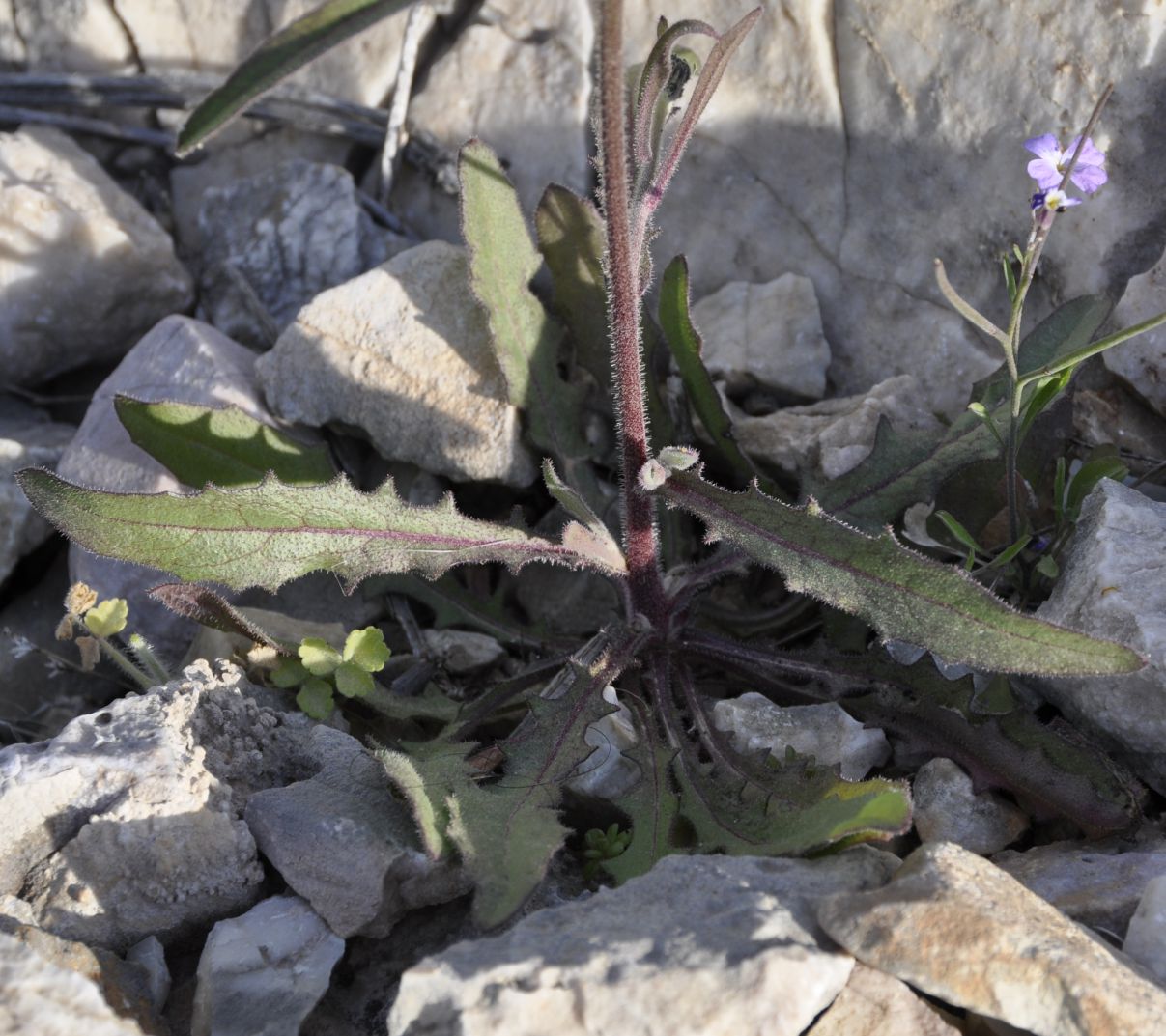 Image of Picris pauciflora specimen.