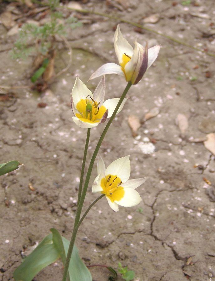 Изображение особи Tulipa bifloriformis.