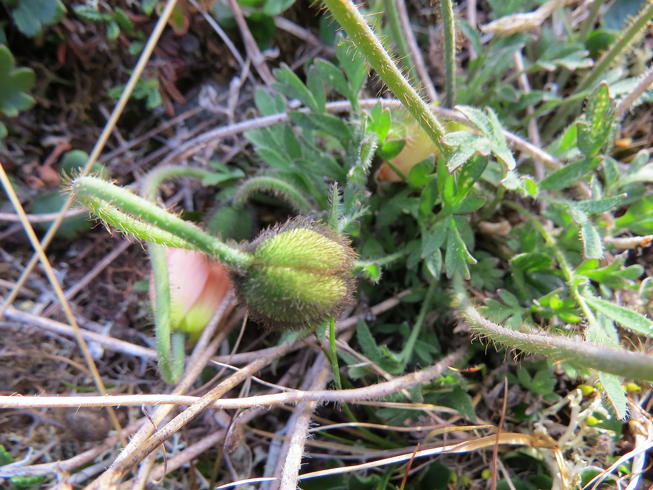 Изображение особи Papaver pulvinatum.