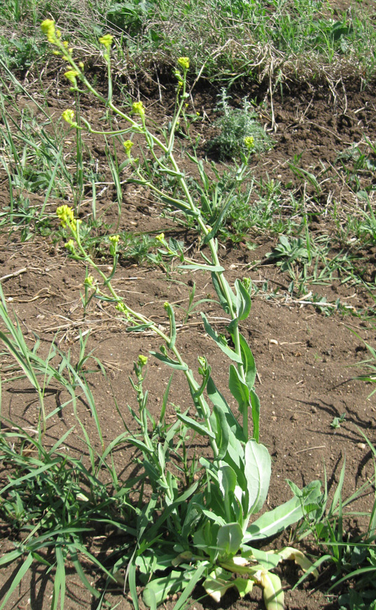 Изображение особи Myagrum perfoliatum.