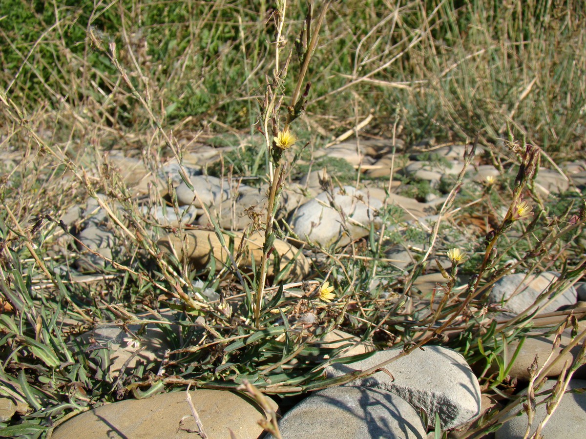 Изображение особи Lactuca saligna.