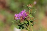 Смотреть изображение Centaurea pseudophrygia