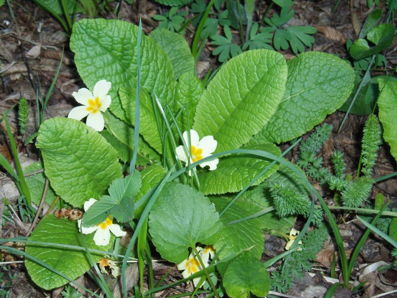 Image of Primula vulgaris specimen.