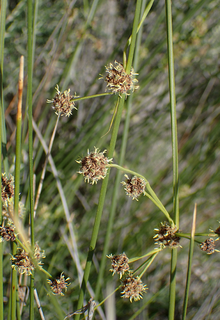 Image of Scirpoides holoschoenus specimen.