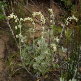 Artemisia stelleriana