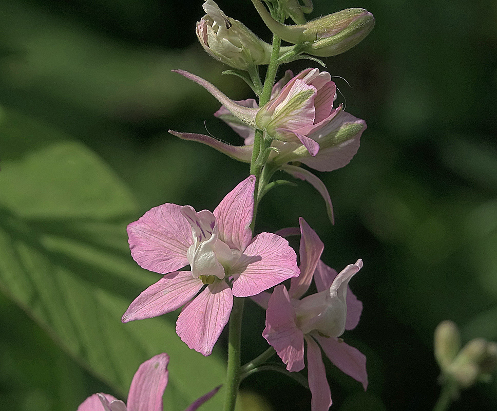 Image of genus Delphinium specimen.