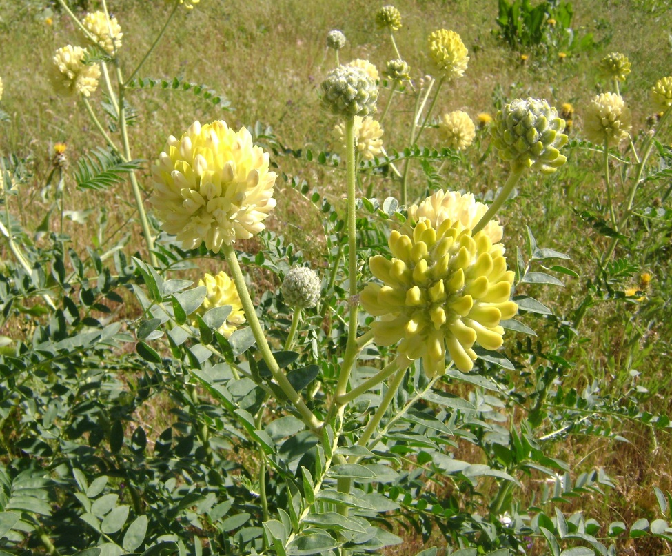 Изображение особи Astragalus regelii.