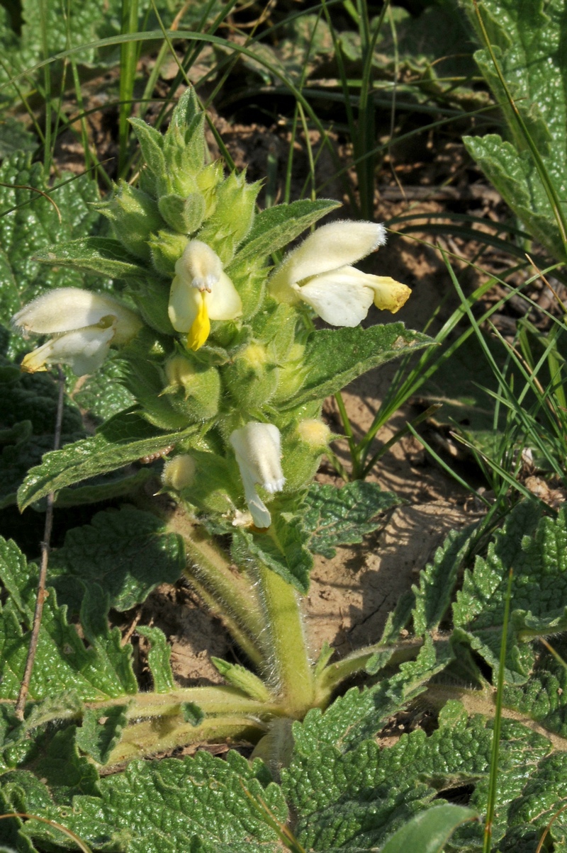 Изображение особи Phlomoides labiosa.