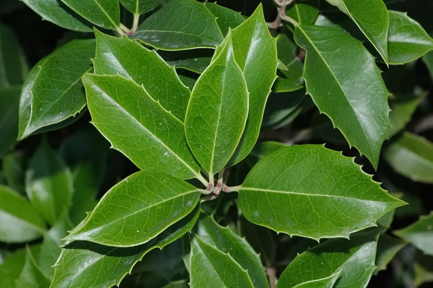 Image of Osmanthus × fortunei specimen.