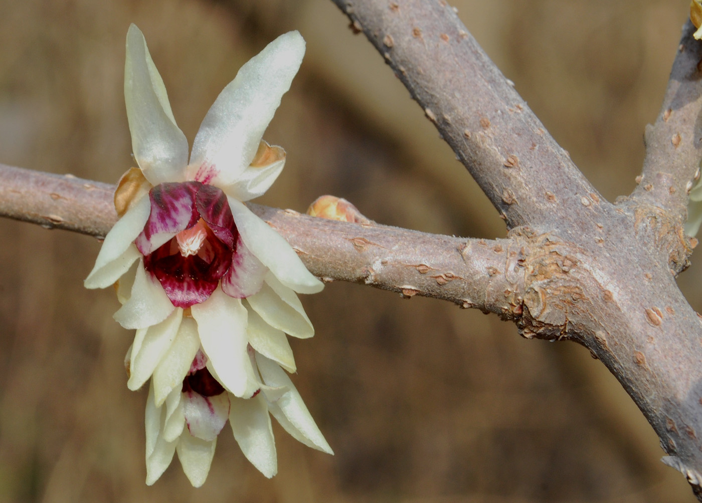 Image of Chimonanthus praecox specimen.