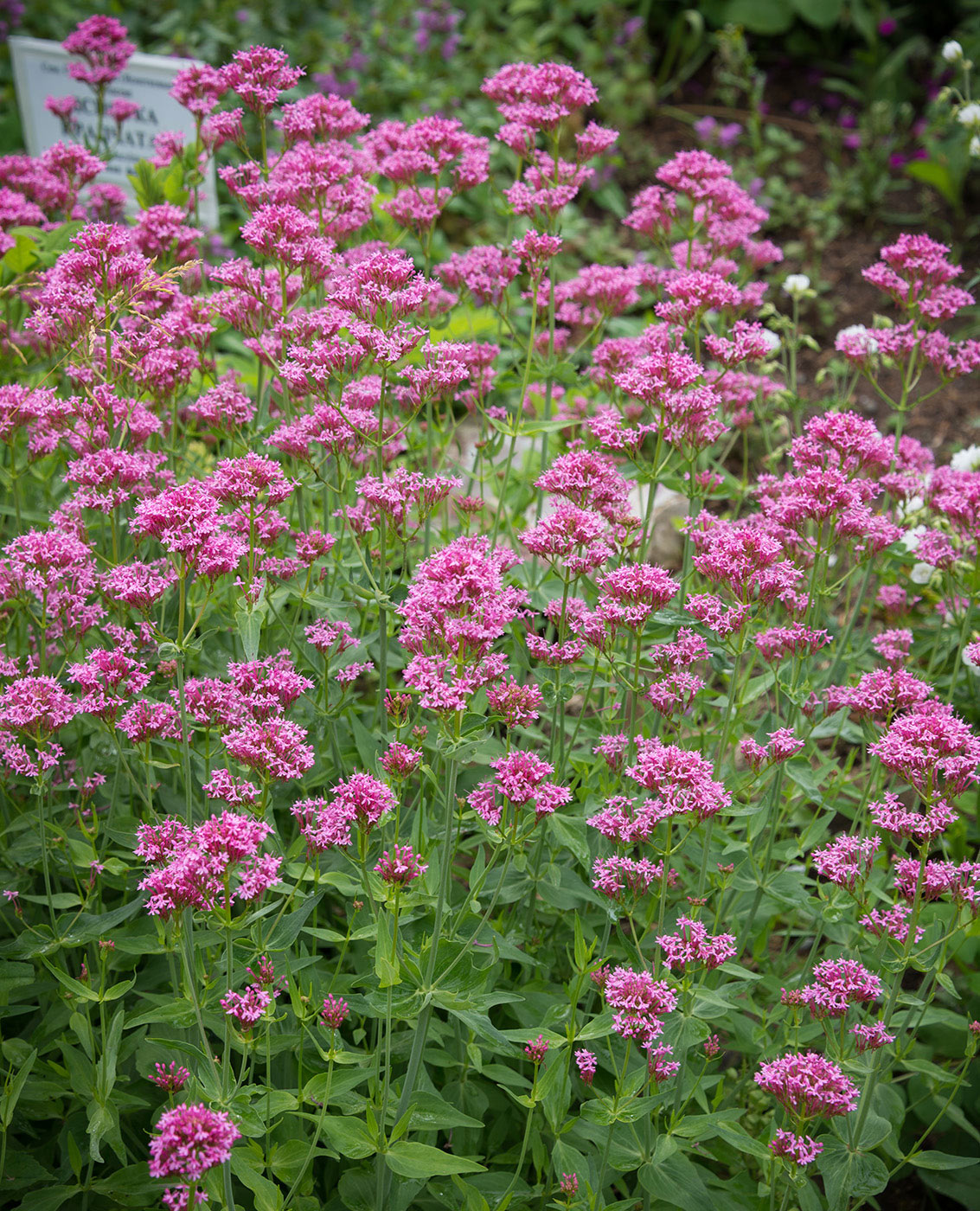 Image of Centranthus ruber specimen.