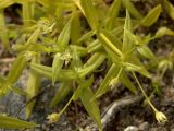 Смотреть изображение Stellaria calycantha