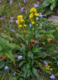 Solidago virgaurea. Цветущее растение (вокруг цветут Campanula rotundifolia). Башкирия, Белорецкий р-н, гора Большой Иремель, ≈ 1200 м н.у.м., склон на краю курумника. 30.07.2019.