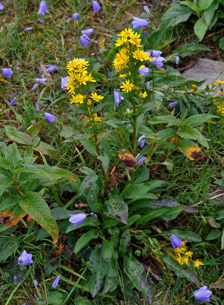 Image of Solidago virgaurea specimen.