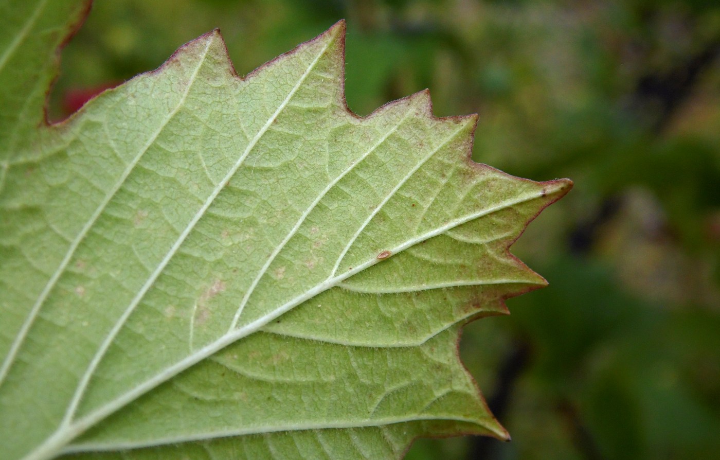 Изображение особи Viburnum opulus.