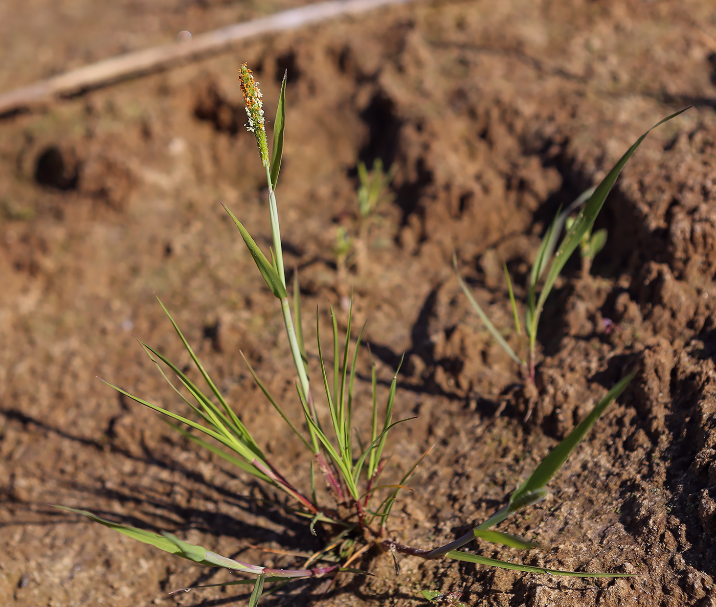 Image of Alopecurus aequalis specimen.