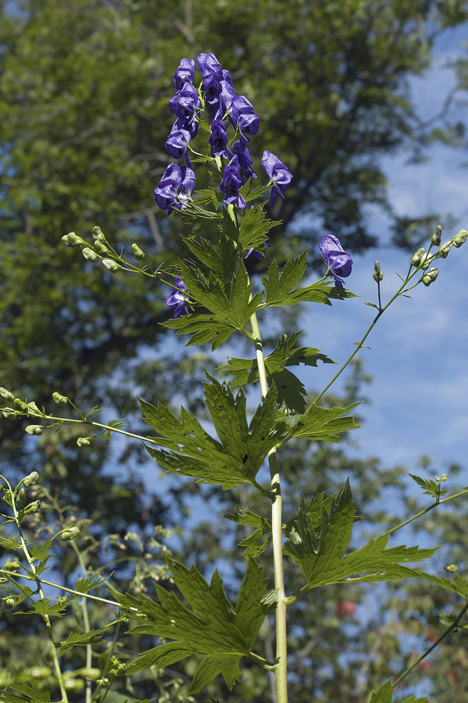 Изображение особи Aconitum fischeri.