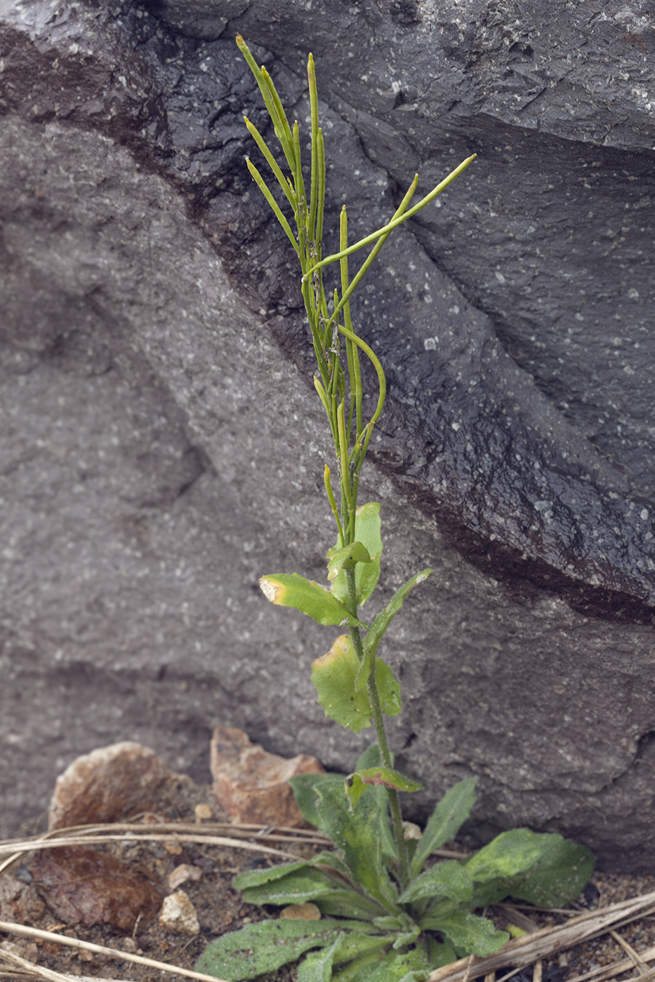 Изображение особи Arabis stelleri.