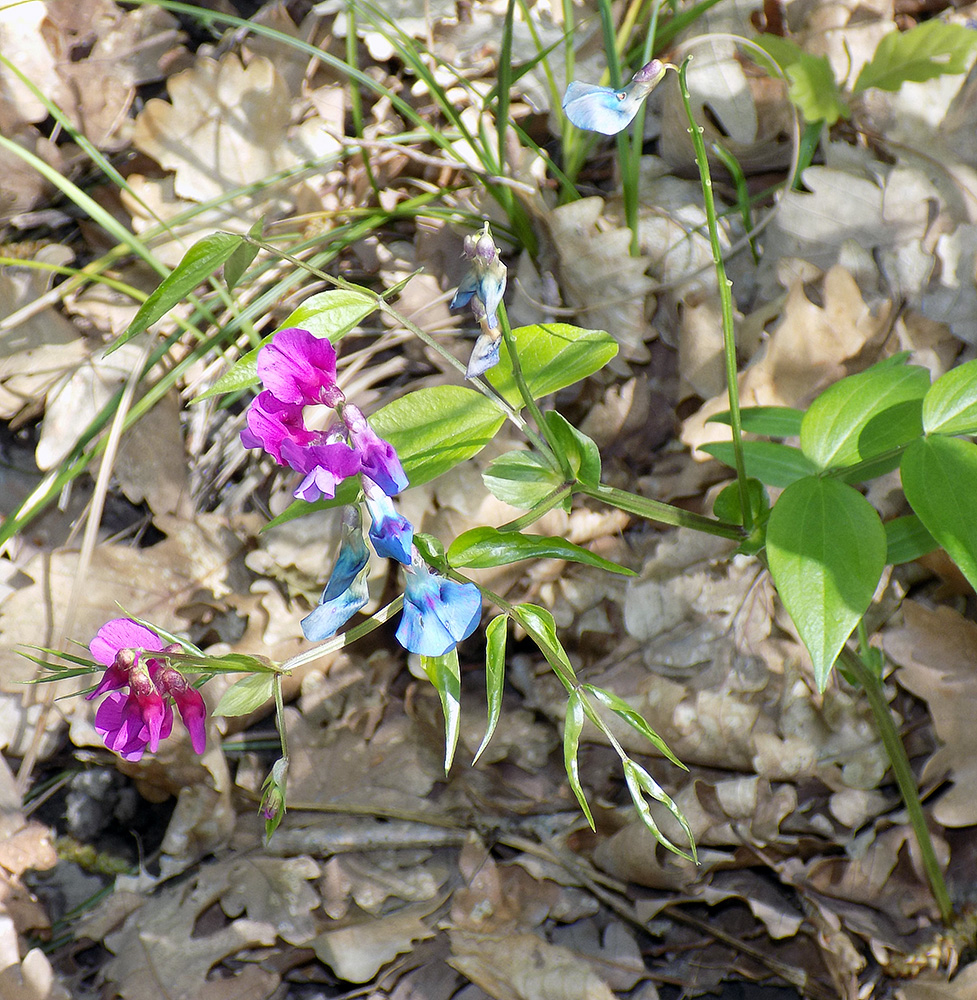 Image of Lathyrus vernus specimen.