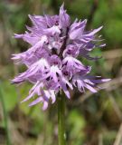 Orchis italica