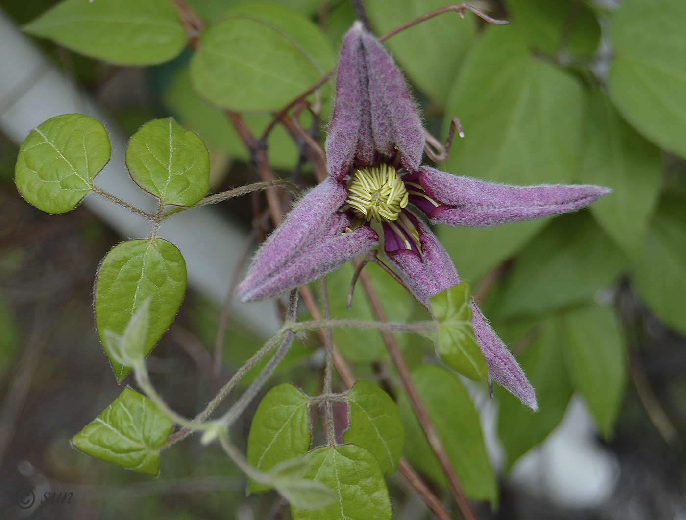 Image of Clematis &times; jackmanii specimen.