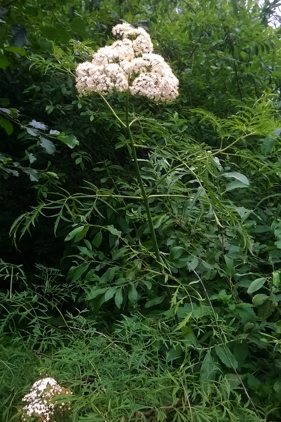 Image of Sambucus nigra f. laciniata specimen.