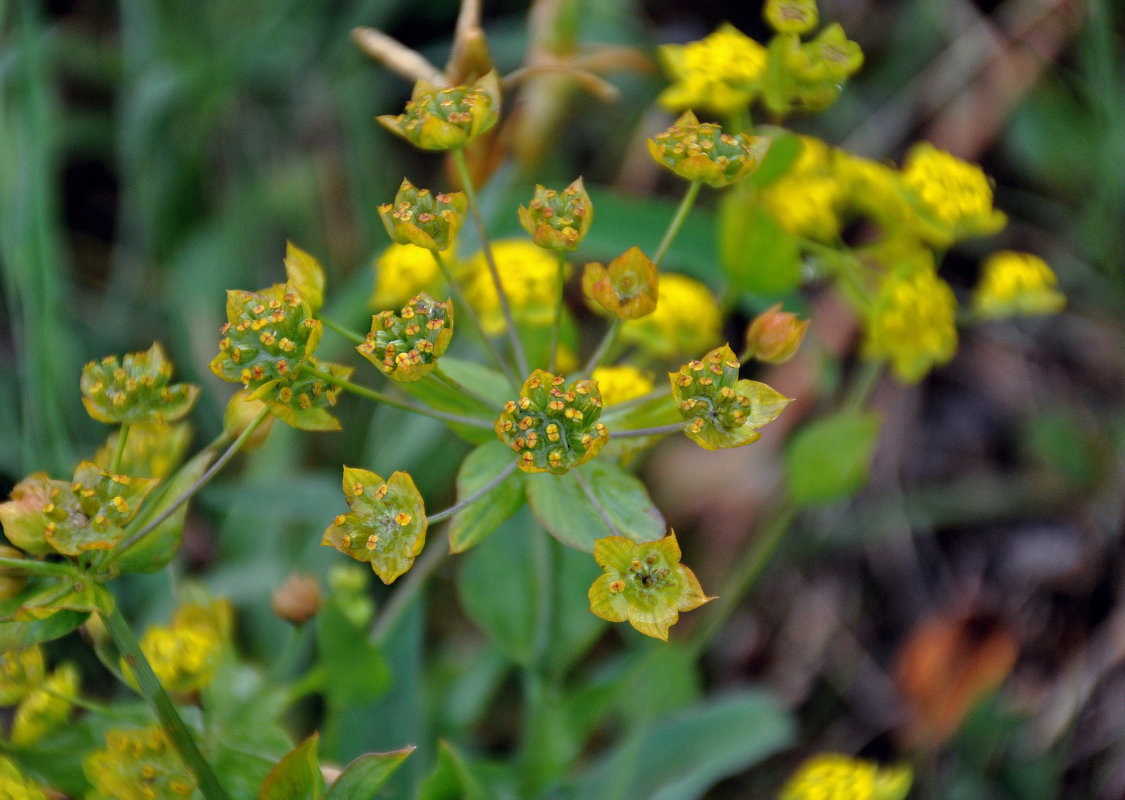 Image of Bupleurum multinerve specimen.