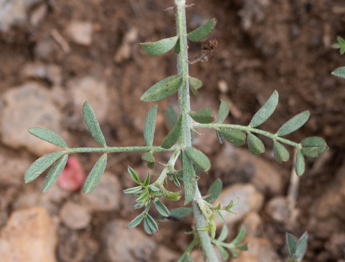 Image of Indigofera heterotricha specimen.