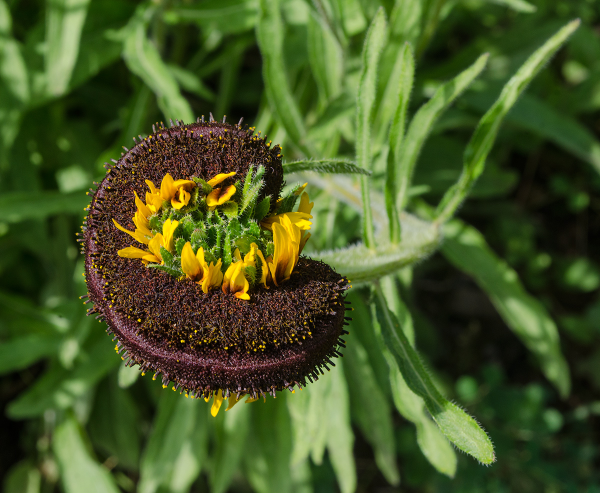 Image of Rudbeckia hirta specimen.