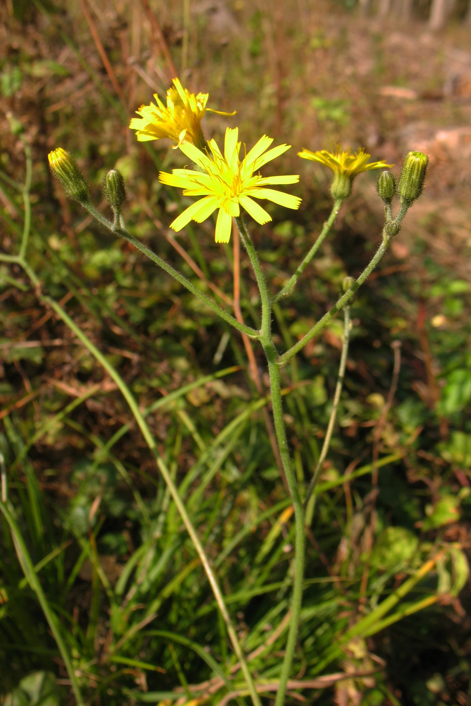 Image of Hieracium sylvularum specimen.