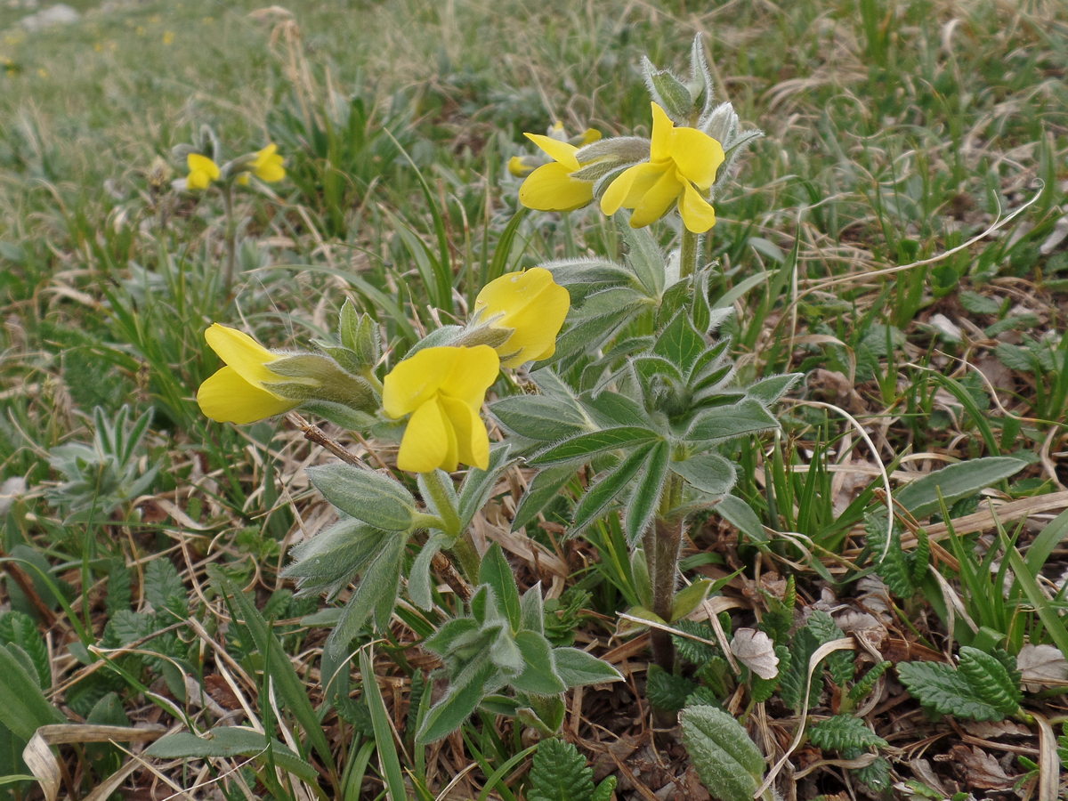 Image of Thermopsis alpina specimen.