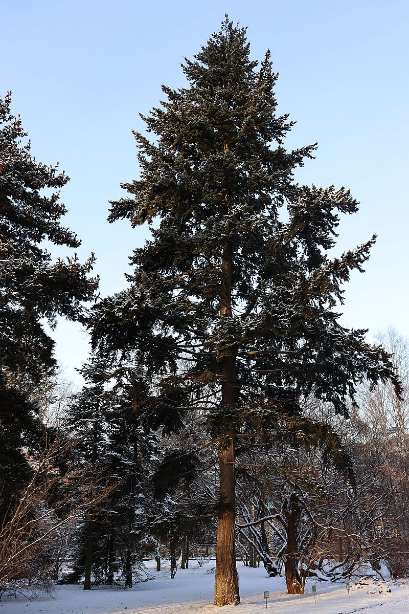 Image of Pseudotsuga menziesii specimen.