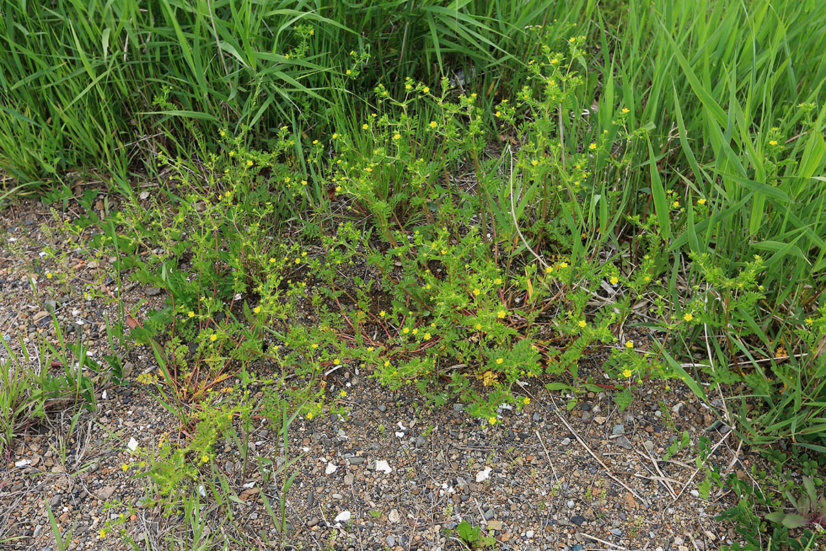 Image of Potentilla supina ssp. paradoxa specimen.