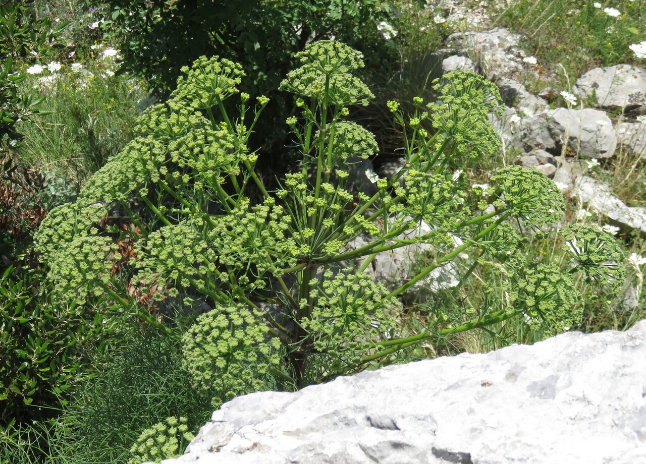 Image of Portenschlagiella ramosissima specimen.