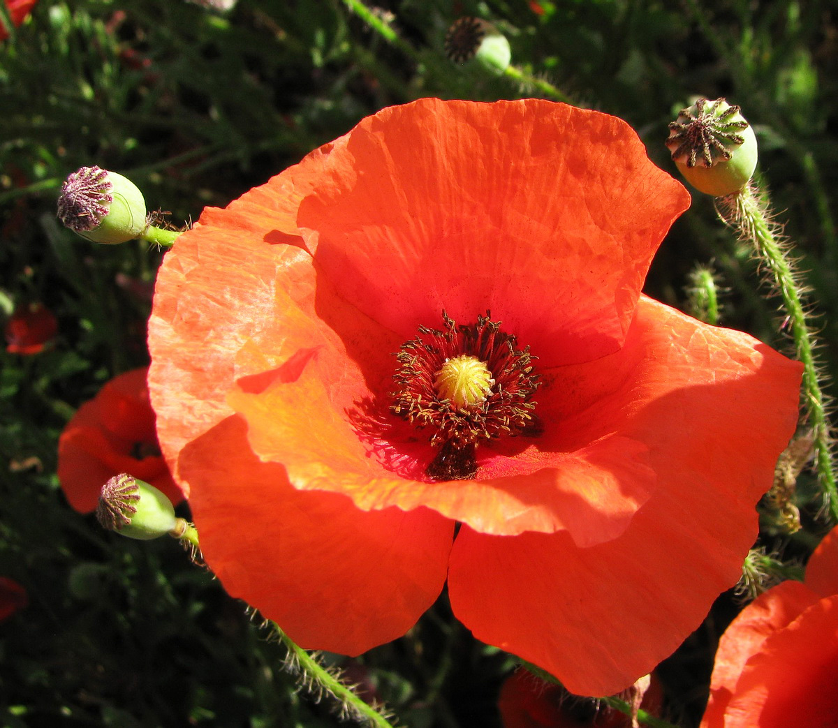 Изображение особи Papaver rhoeas.