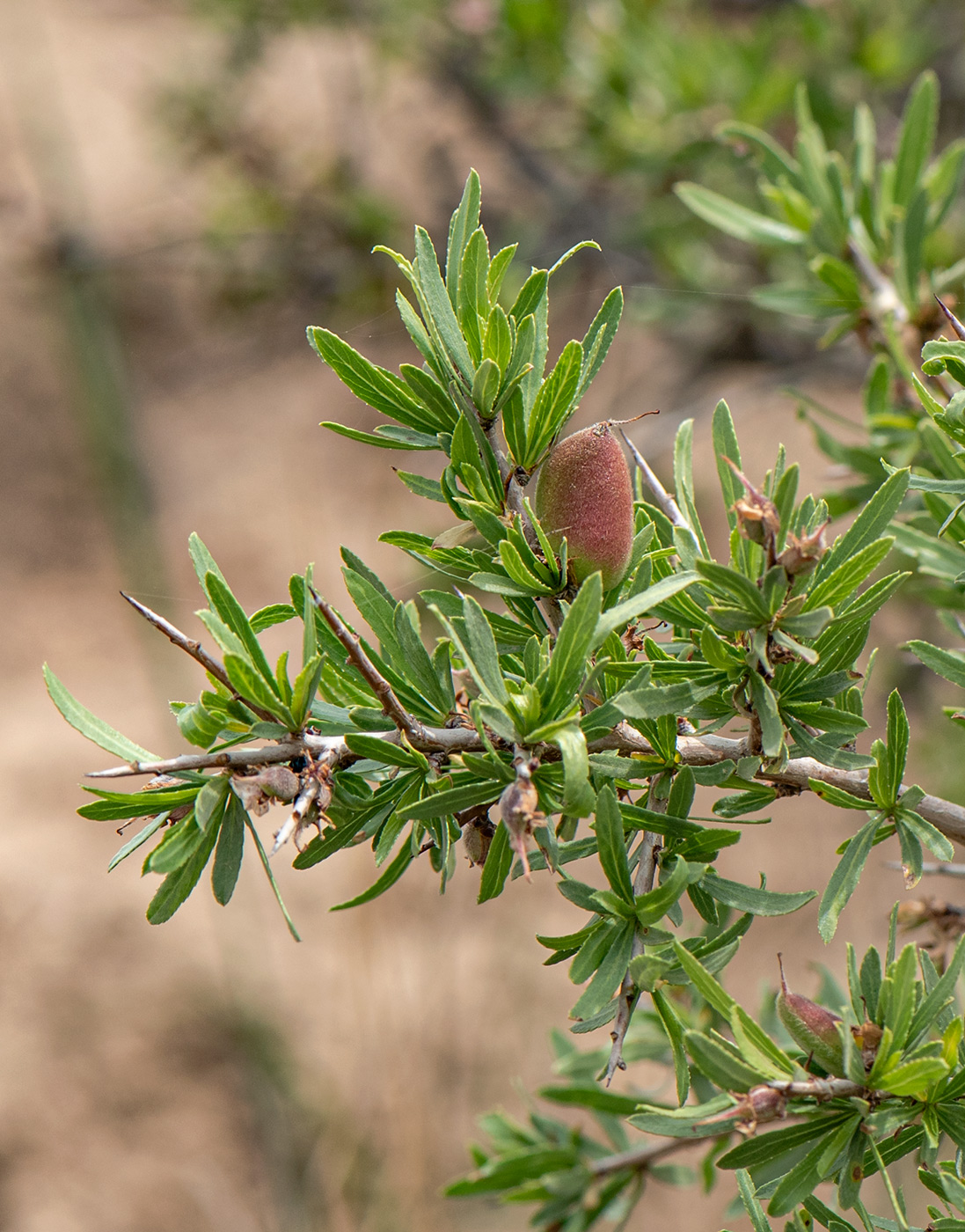 Изображение особи Amygdalus spinosissima.