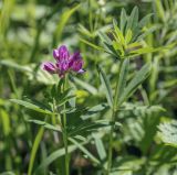 Trifolium lupinaster. Верхушка цветущего побега. Пермский край, Кунгурский р-н, окр. с. Плехановское, окр. ур. Мысы, поляна в берёзовой роще. 05.06.2021.