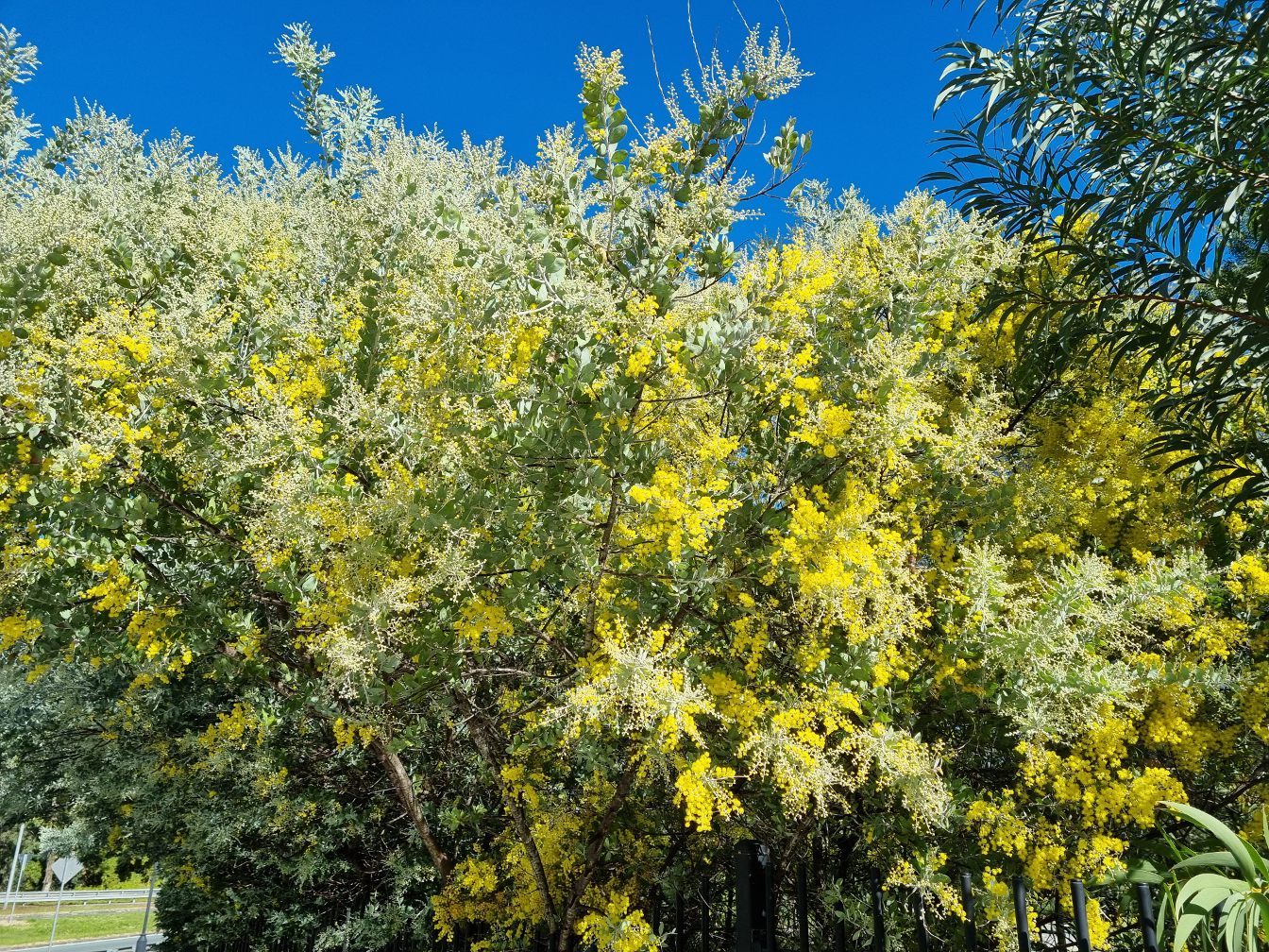 Image of Acacia podalyriifolia specimen.